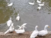 Amerika Pekin — 2-rasm