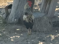Turkeys — foto 6