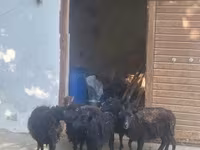 Sheep, Ouessant sheep — photo 1