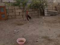Chickens — 照片 7