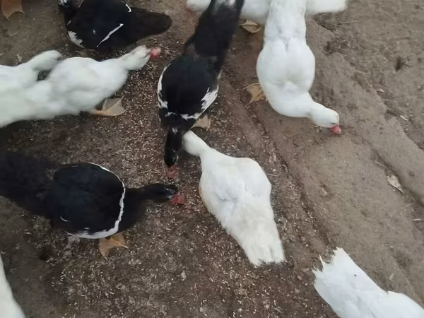 Ducks — Azerbaijan