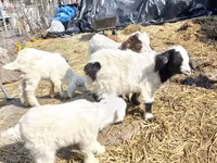 Keçi, Saanen goat — foto 2