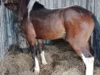 Caballo, Altai horse — foto 2