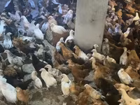 Chickens — foto 2