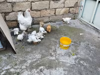 Chickens — photo 3
