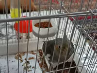 Məhsul: Nimfa (Cockatiel) papağanı və qəfəs dəsti Təsvir: - Rəng — फ़ोटो 2