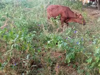 İnək, Mal-qara — foto 7