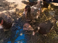 Ducks — photo 3