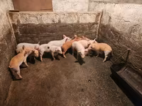 Säue, Schweine — Foto 2