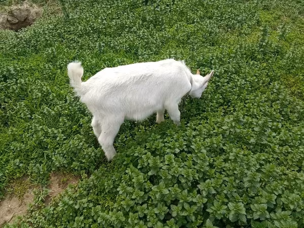 Keçi, Saanen goat — Azərbaycan