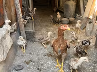 Chickens — photo 4