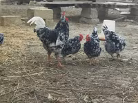 Chickens — foto 6