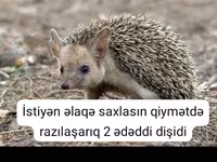 Afrika pigme kirpisi – ev heyvanı - Növ: Atelerix albiventris (Afrika — foto 5