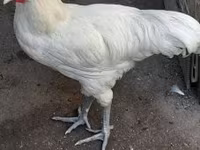 Australorp — foto 1