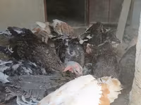 Turkeys — photo 3