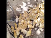 German Pekin — photo 4
