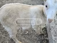 Cabra, Megrelian goat — foto 3