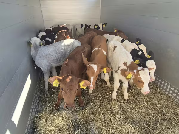 Buğa, Simmental cattle
