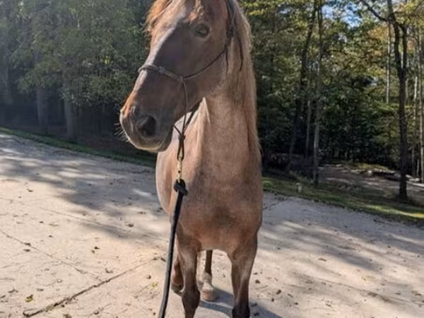 Horse (M), Palomino