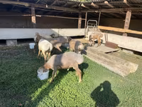Qoʻchqor, Arashan sheep — 2-rasm