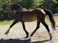 Madyan, Dutch warmblood horse — foto 8
