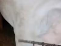 母猪, Ландрас — 照片 4