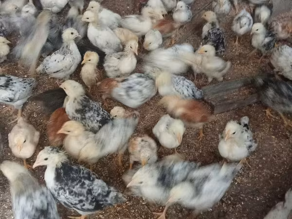 Chickens — Azərbaycan