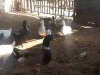 Ducks — foto 2