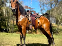 Caballo, Tennessee Walking Horse — foto 1