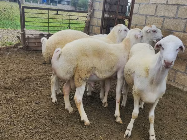 Ram, Sheep