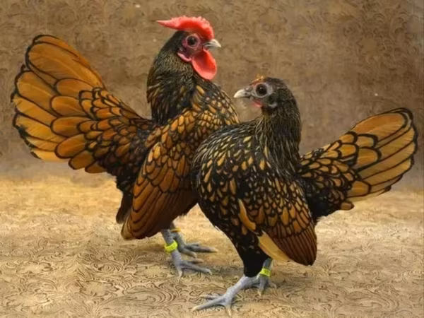 Chickens — Azerbaijan