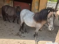 Toychoq, Shetland Pony — 2-rasm