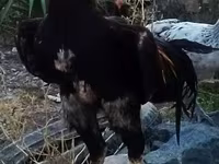 Chickens — الصورة 2