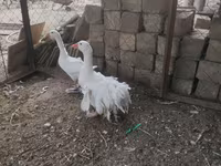 Geese — 照片 8