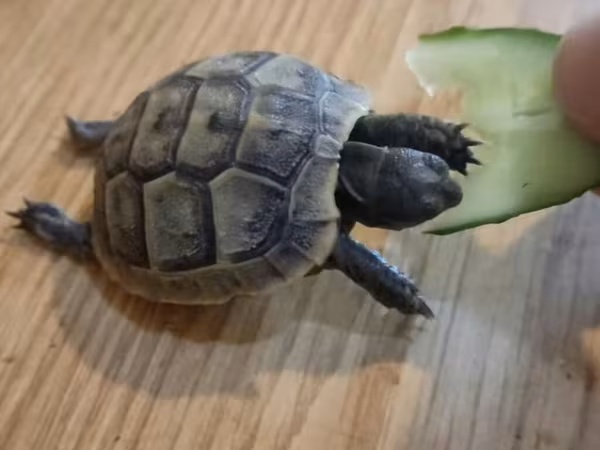 Kiçik quru tisbaga. 2-denedi 2-si bir yerde 30m qiymet sohbeti etmeyin