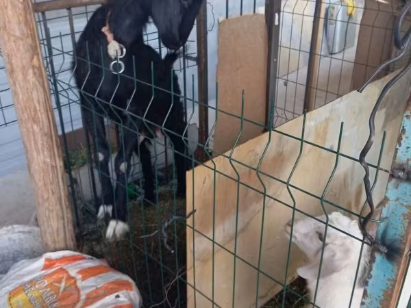 Goat, Alpine goat