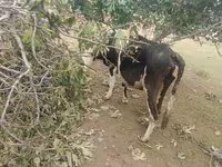 Krava, Simmental cattle — foto 2