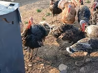 Turkeys — foto 3
