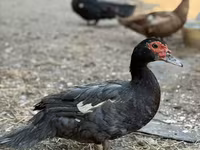 Domestic Muscovy — photo 6