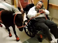 Caballo, Miniature horse — foto 5