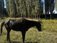 At, Russian warmblood — foto 5