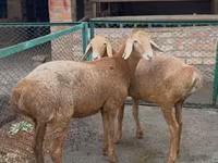 Ovce, Arashan sheep — foto 2