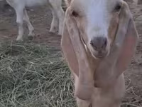 ماعز (دفعة، الجنس غير محدد), Nubian Goat — الصورة 3