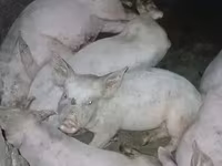 Eber, Schweine — Foto 2