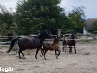 Klisna, Lipizzaner — foto 6