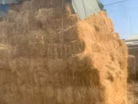 Բարձր վորակի խոտի տուկ — foto 2