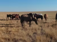 At, Mugalzhar horse — foto 8