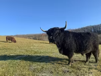 Buğa, Highland — foto 1