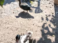 Geese — الصورة 6