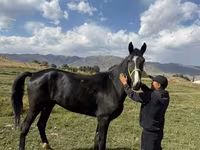 घोड़ा, Horse breed — फ़ोटो 1